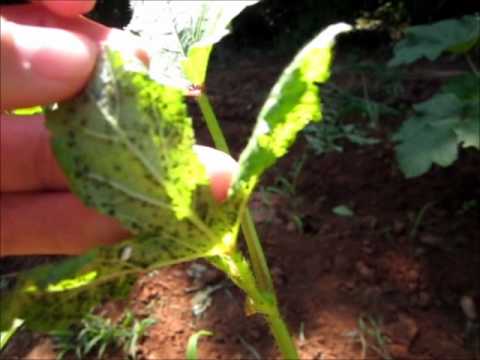 how to remove okra stickiness