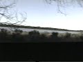 CORZUELA PARDA EN MBURUCUY� (CORRIENTES, ARGENTINA)
