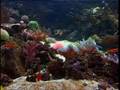 AQUARIUM & natural sound