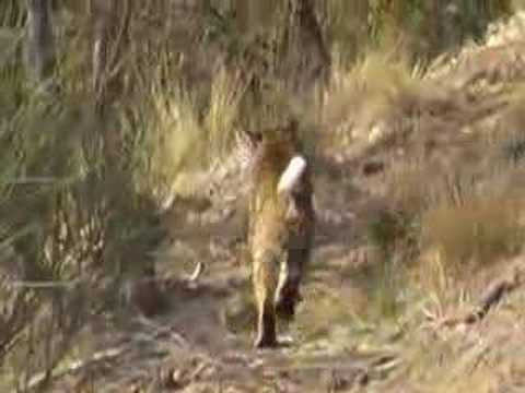 California Bobcat in Hollywood Hills