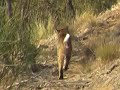 California Bobcat in Hollywood Hills