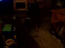 Dobie vs. Lazer