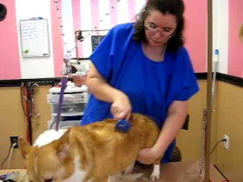 how to use the furminator