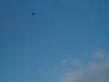 videos de Superhornet Demo