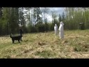 Berner Sennen Mh Alnöitens Idealiska Tyra