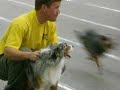 Flyball-Atomic Dogs of Henderson@Stampede\ Flyball-Atomic Dogs of Henderson@Stampede\
