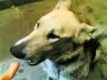 Dog Eating Carrot ! (Sag havij mikhorad)