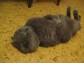Most funny sleeping Cat in the world