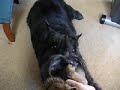 Bouvier des Flanders 11 yrs old