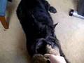 Boyero de Flandes video