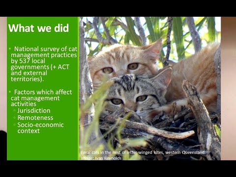 <p>The conundrum of cats in Australia</p>
 video thumbnail