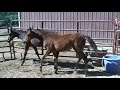 2008 Colt and Filly