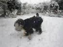 Snow Freak Out Snow Freak Out