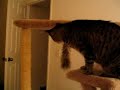 New Cat Tree