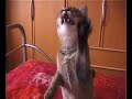 Mimi talking cat
