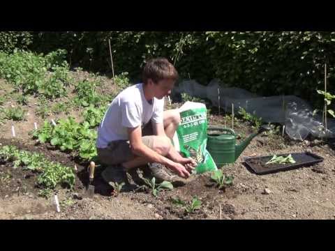 how to transplant brussel sprout seedlings