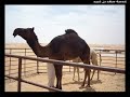 موقع سمان الهرج الشعبي مزاين مزايين الابل ابل بعير ناقه ناقة فحل مجاهيم وضح قصايد قصيده قلطات قلطه شعر اشعارالهاجري القحطاني العتيبي السبيعي اليامي العجمي المري الحربي الدوسري