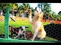 CÃOVIVÊNCIA; ADESTRAMENTO DE CÃES FONE:(64) 3455-2908