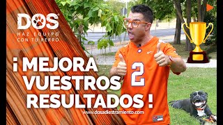 10 - Consejos para adiestrar a tu perro 10 - Consejos para adiestrar a tu perro