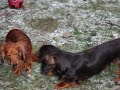 Yelle en Droef