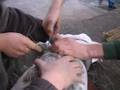 Wildlife N.I. Seal Rescue