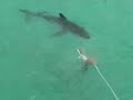 When Sharks Attack!