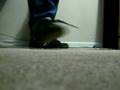 Self tying shoe 