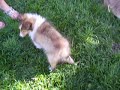 akc-cute-baby-puppy-sheltie-shetland-sheepdog-2.html