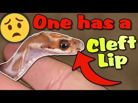 YouTube reptile video