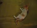 Orazio vs Teo (Rhodesian Ridgeback vs a brave cat) Parte 1