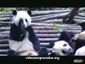 Panda Resfriado !