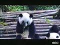 Panda Resfriado !