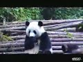 Panda Resfriado !