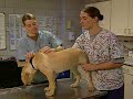 What Else Do Vets Do? What Else Do Vets Do?