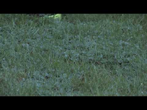 how to eliminate clover from a lawn