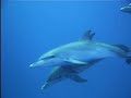 Spotted Dolphins Bahamas Spotted Dolphins Bahamas