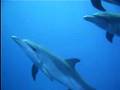 Spotted Dolphins Bahamas