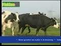 Flakkee TV - Newsflesj