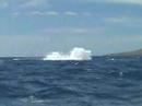 Humbacks leap out of the Ocean