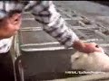 Breeding Rabbits and Babies