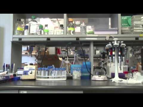 how to dna test while pregnant