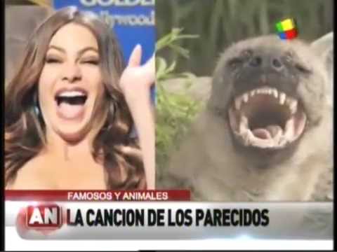 hiena