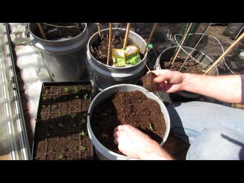 how to replant peas