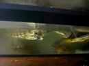 banquetazo-de-ternera.html