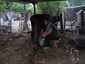 Koyak - Ordenando la Vaca Pal Pajarete. Koyak - Ordenando la Vaca Pal Pajarete.