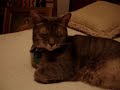 Mertz The Laughing Cat