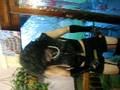 Dave dressed as Dr. Frank-N-Furter