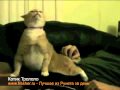 Котик Трололо