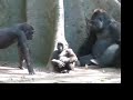 Gorillas in the Mist - Bronx Zoo Gorillas in the Mist - Bronx Zoo