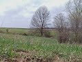 distant tree climb